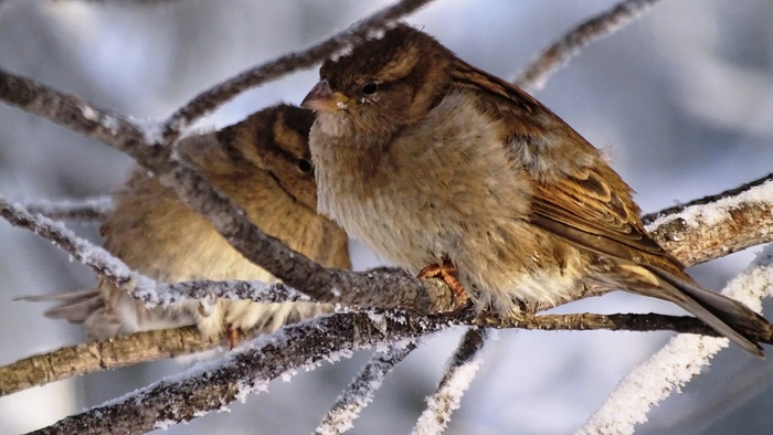 Sparrows - My, The photo, Surgut, Ornithology, Birds, Sparrow