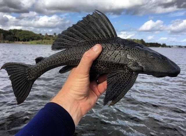 catfish plecostomus - The photo, Catfish, A fish