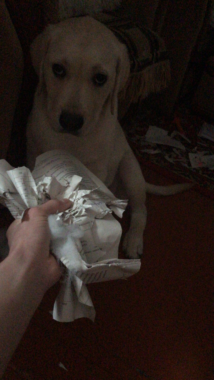 То чувство, когда домашку реально съела собака