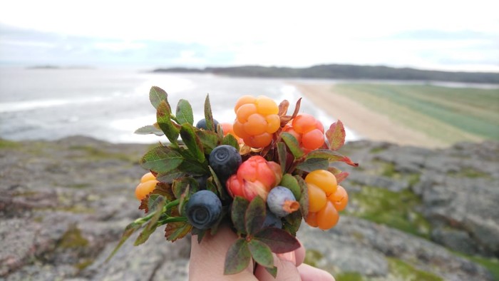 Bouquet vitamin - Kola Peninsula, North, Berries