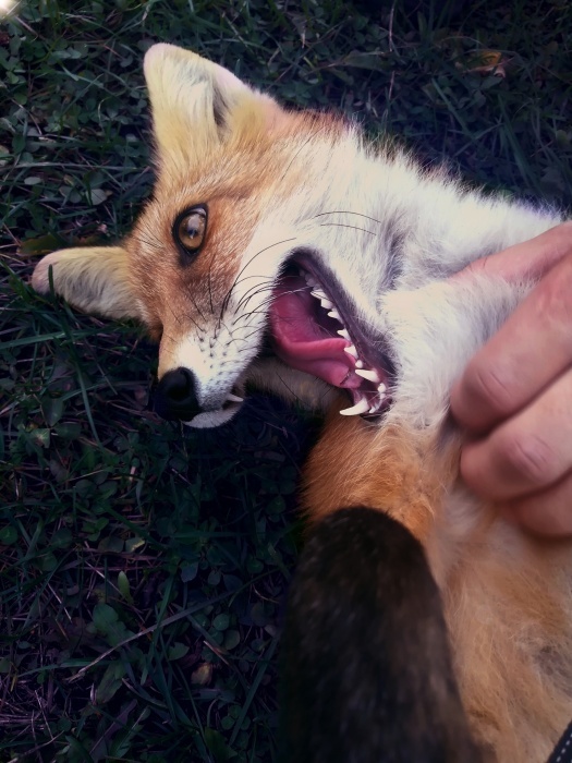 A Siberian woman brought a tame fox at home - he eats cat food and weaned the hostess's husband from throwing socks - Fox, Siberia, , Novosibirsk, Video, Longpost, Fox cubs, Domestic fox