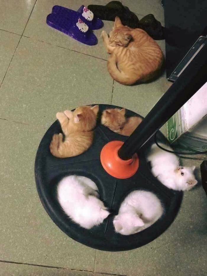 Comfortable sleeping place - cat, Cat family, Kittens, Stand, Fan, Convenience, 