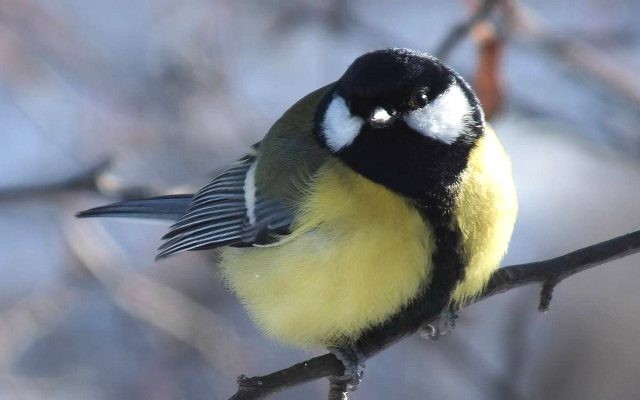 Titmouse - Tit, Winter