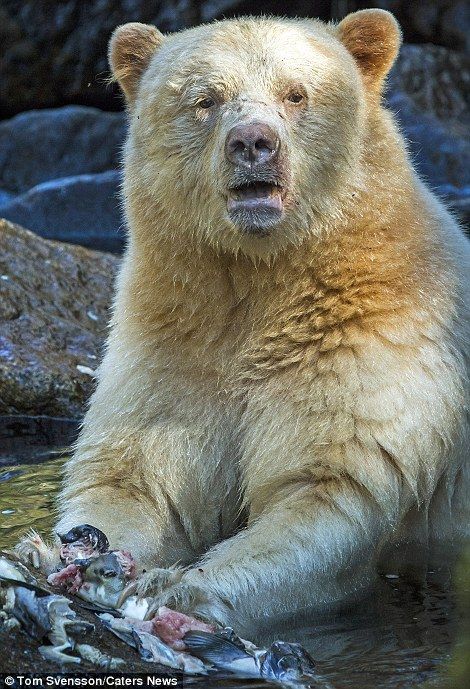 Официант, рыба сырая