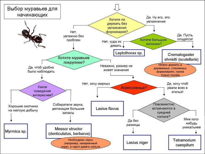 Post for beginners myrmkeeper ch2 - Ants, Ant farm, Myrmikiper, , Formicaria, , Longpost