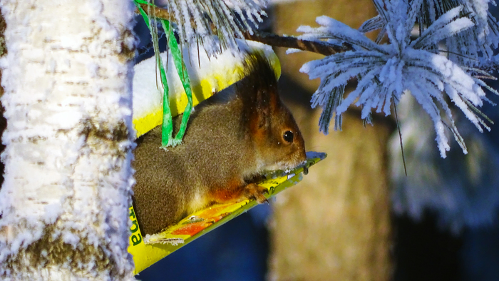 wrong bird - Ornithology, Birds, Squirrel, Surgut