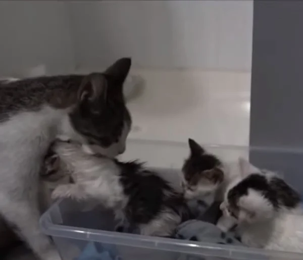 Man accidentally locks tiny kittens in garage, leaving mother cat outside - cat, Kittens, Catomafia, Kindness, The rescue, Longpost