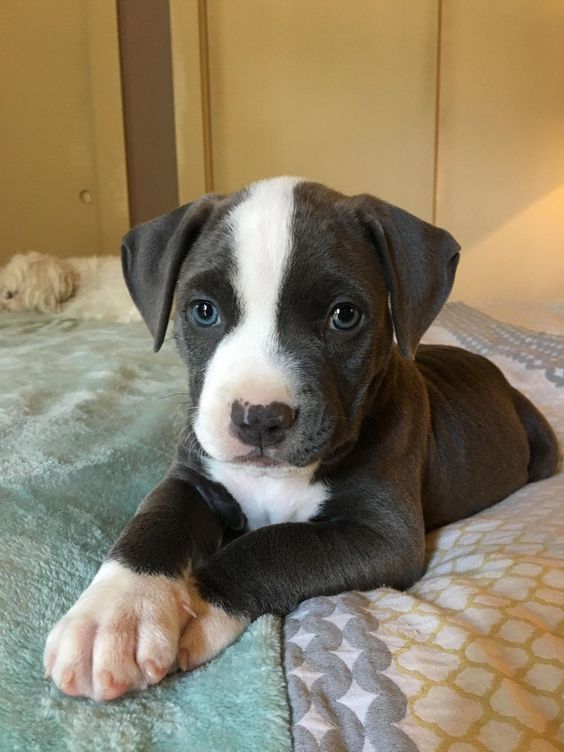 Sit down man, we need to talk - The photo, Dog, Milota, Puppies, Young, Animals