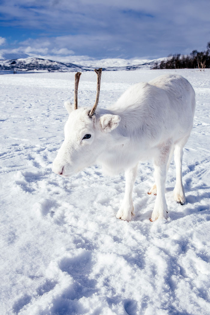 Very rare white deer in Norway - Animals, Deer, The photo, Longpost, Deer