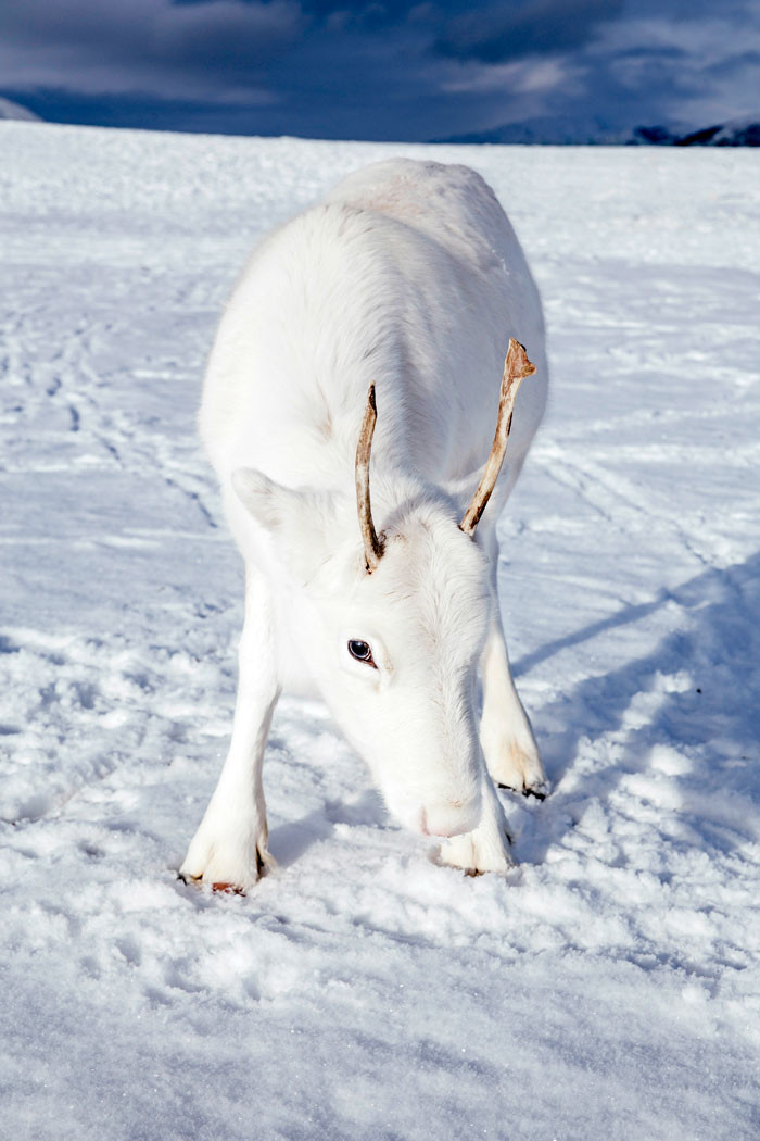 Very rare white deer in Norway - Animals, Deer, The photo, Longpost, Deer