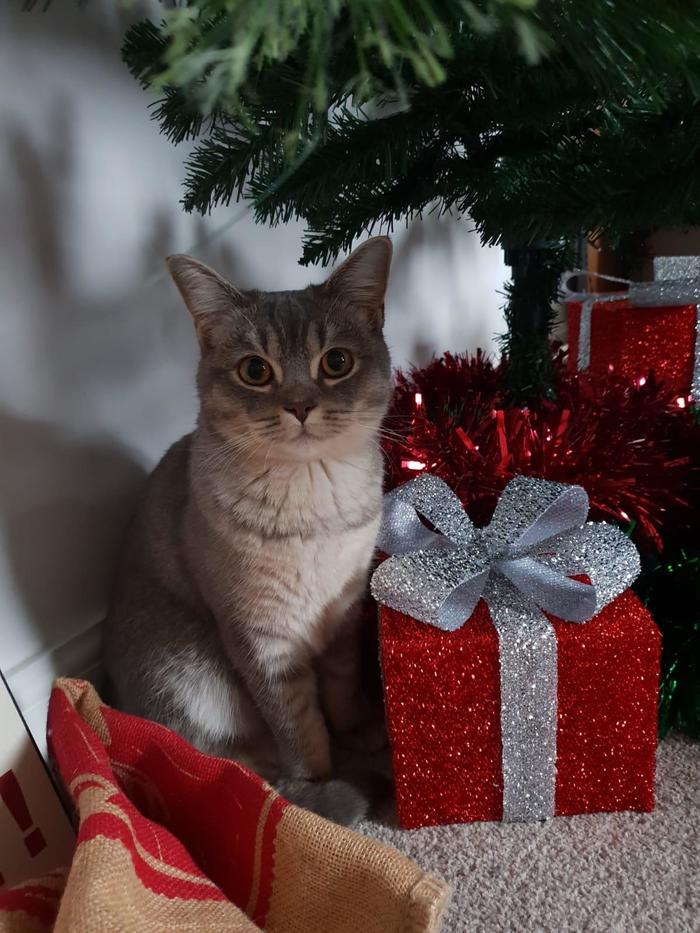 Your best gift is me - cat, Christmas tree, Presents, The photo