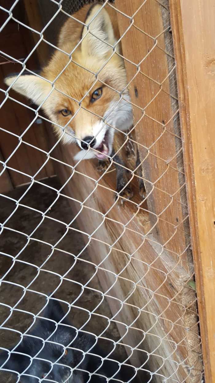 Is there cheese? - My, Fox, Baba Frosya Zoo, The photo