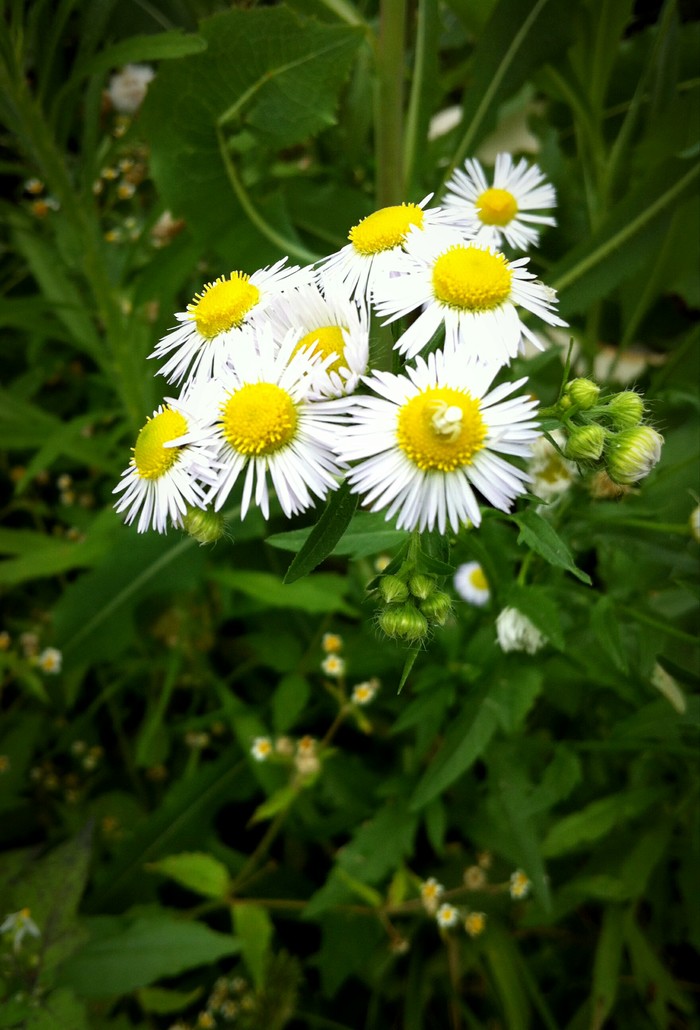 Memories of summer: flowers from my garden. - My, Flowers, Garden, , Plants, Feijoa, Chamomile, Lily, Longpost