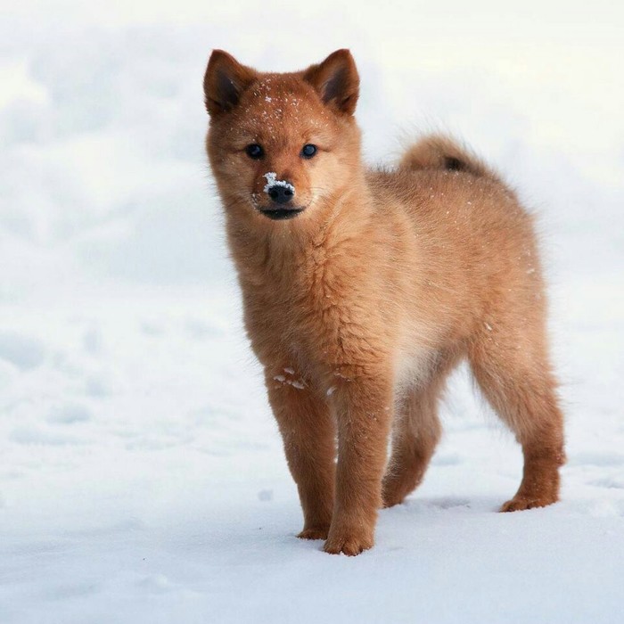 finnish spitz - Finland, Spitz, Dog, Animals, Pets, The photo, beauty, Nature