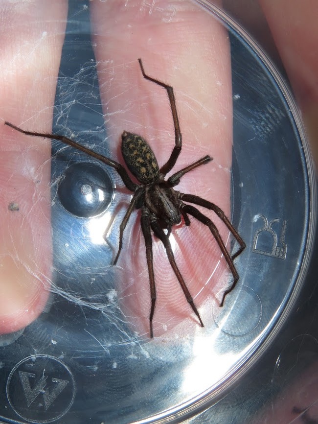 Пауки рядом с нами: гигантский домовой паук (чердачный паук) Eratigena  atrica | Пикабу