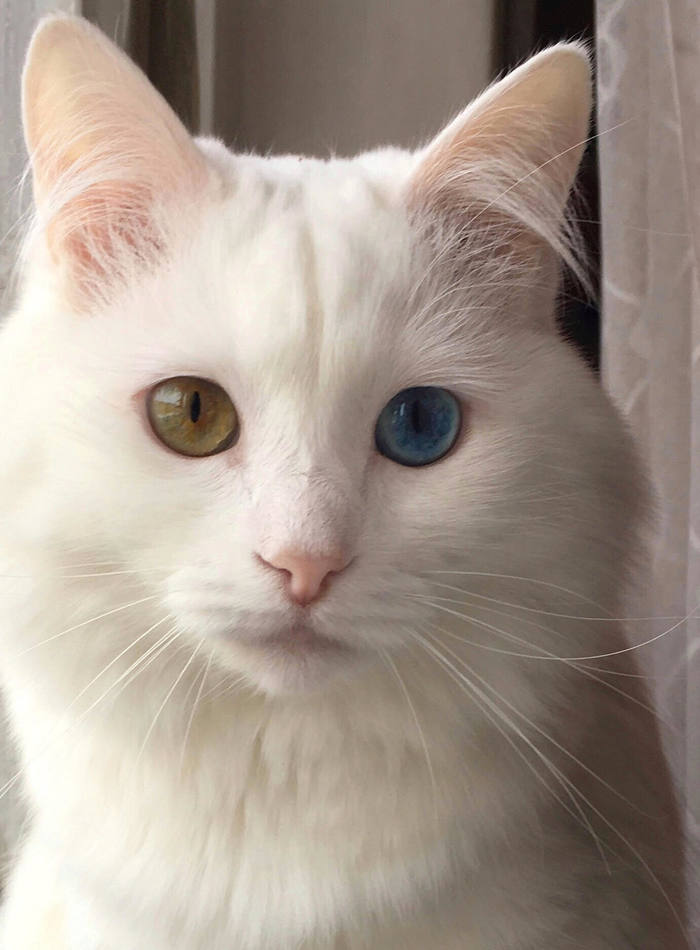 My cat. - My, Catomafia, Heterochromia, Turkish, Turkish angora, cat