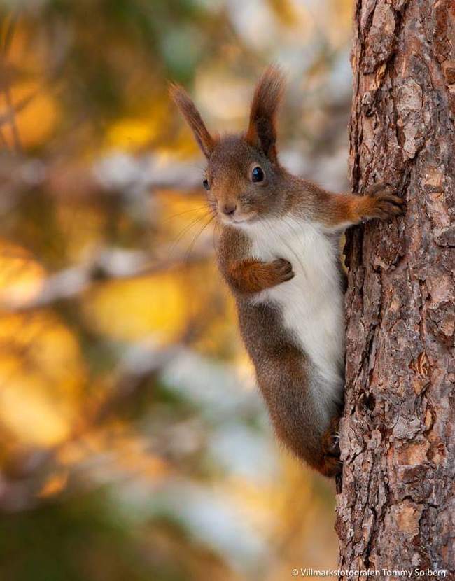 I swear by my mother - Squirrel, Animals, The photo, Milota