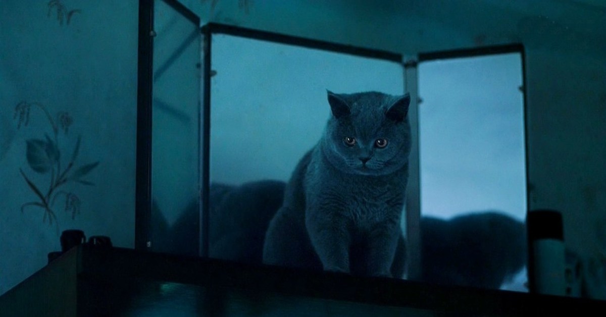Фильм я кот