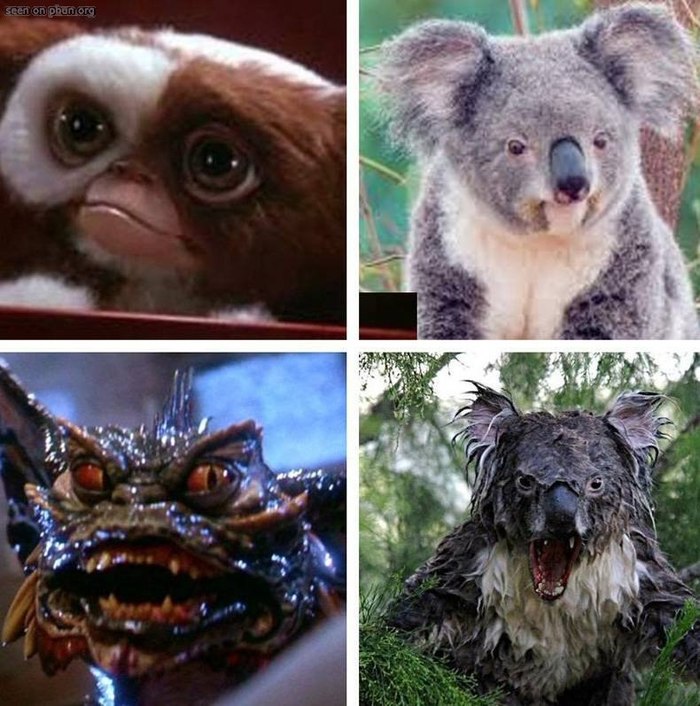 Гремлины в реальной жизни.