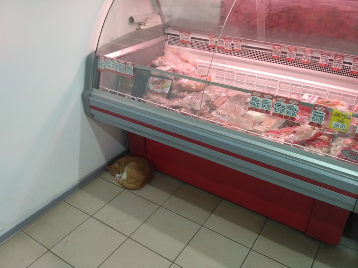 When I'm tired of waiting - My, cat, Dream, Meat Department