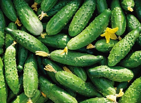 Over the past week, from November 26 to December 3, in Ryazan prices for cucumbers rose again - by 8%. Price monitoring data was provided by Ryazanstat. - Ryazan 1, Russia