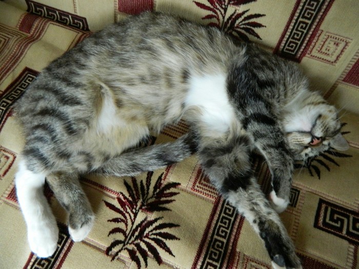 Кошка муся