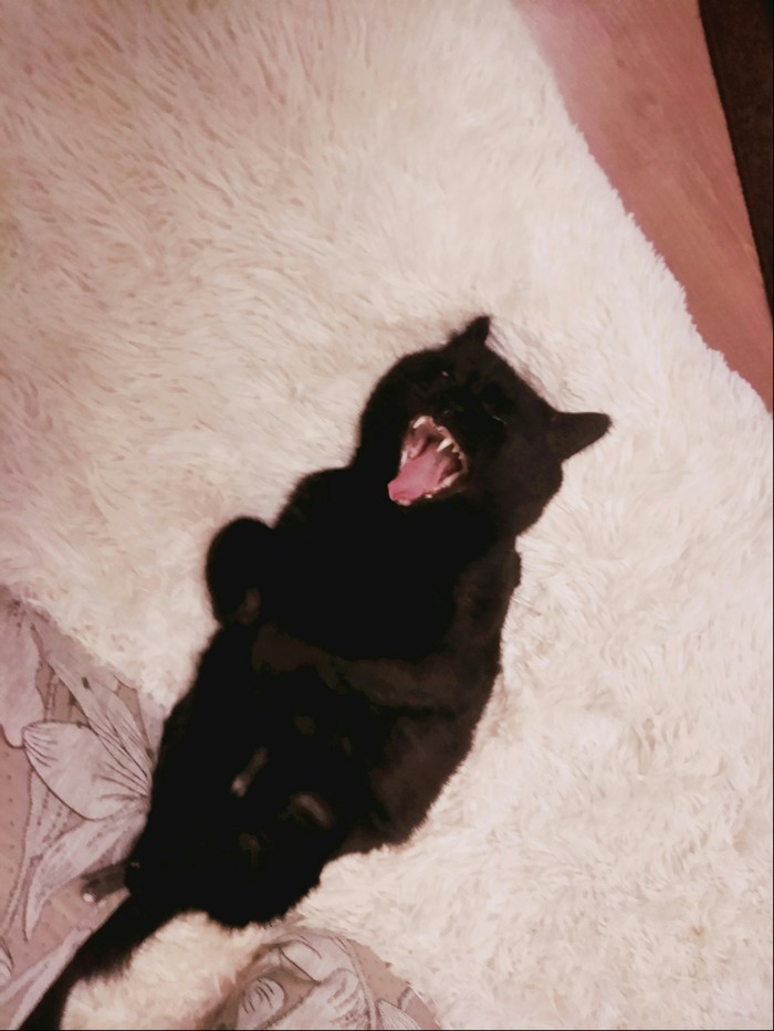 Просто Вася. Просто кот. Кот, Котомафия, Черный кот, Приют для животных, Длиннопост