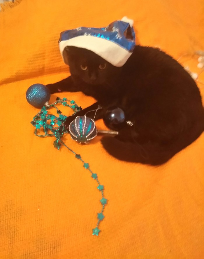 Просто Вася. Просто кот. Кот, Котомафия, Черный кот, Приют для животных, Длиннопост