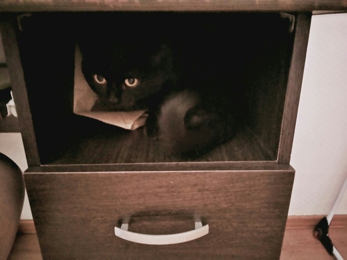 Просто Вася. Просто кот. Кот, Котомафия, Черный кот, Приют для животных, Длиннопост