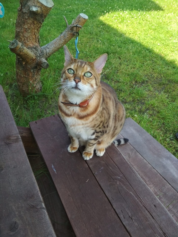  - . ,  ,  , Catnarciss, 