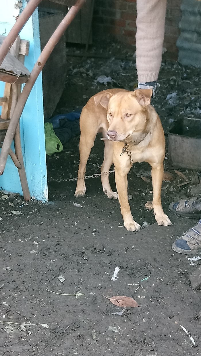 Mukhtar is looking for a home. - My, Pet, Found a dog, Longpost, No rating, Pets