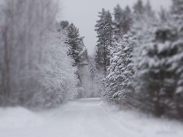 Just a morning in Finland. - beauty, Fujifilm, Christmas trees, Finland, Snow, Morning, My, Nature, The photo