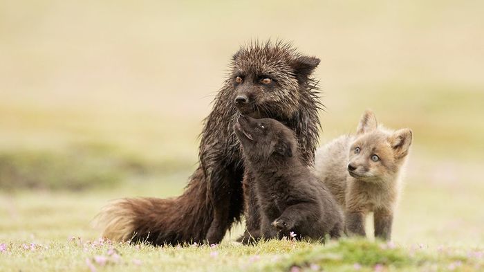 Не бойся, мама
