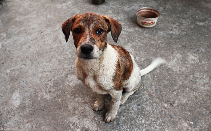 Sometimes a dog is bigger than a person... - Dog, The photo, Help, Ball, Orenburg, Helping animals