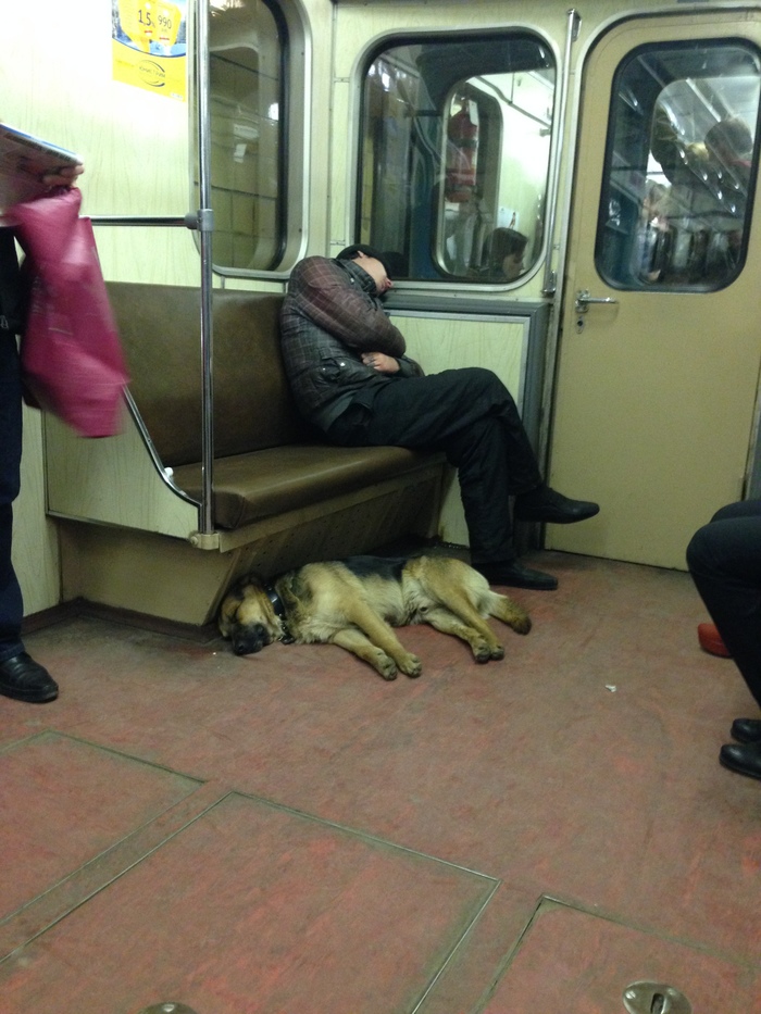 Teamwork! - My, Dog, Metro, Moscow