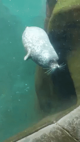 Fuck - GIF, Seal, Aquarium