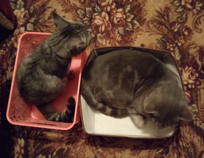 ПростоДваКота