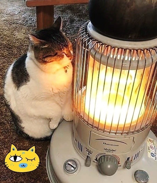 Everyone wants warmth - My, Catomafia, Heat, freezing, cat