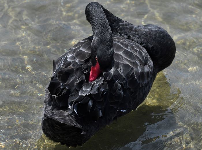 Черный лебедь