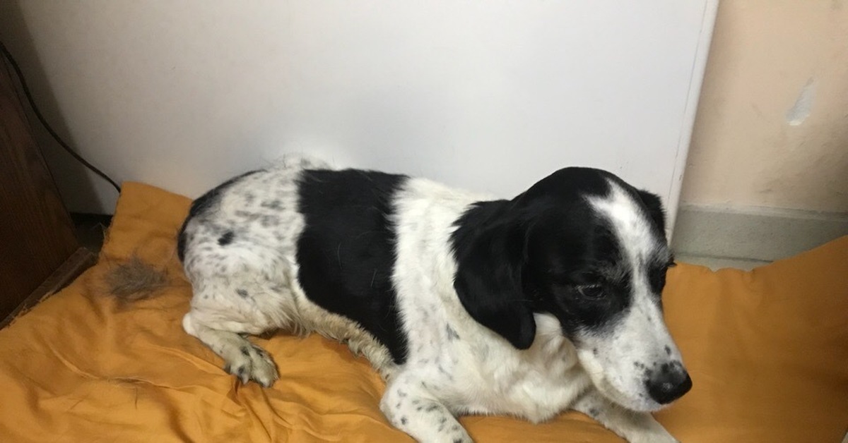 найдена собака екатеринбург