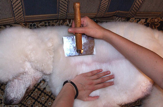 Собака не дает вычесывать шерсть что делать. Смотреть фото Собака не дает вычесывать шерсть что делать. Смотреть картинку Собака не дает вычесывать шерсть что делать. Картинка про Собака не дает вычесывать шерсть что делать. Фото Собака не дает вычесывать шерсть что делать Собака не дает вычесывать шерсть что делать. Смотреть фото Собака не дает вычесывать шерсть что делать. Смотреть картинку Собака не дает вычесывать шерсть что делать. Картинка про Собака не дает вычесывать шерсть что делать. Фото Собака не дает вычесывать шерсть что делать