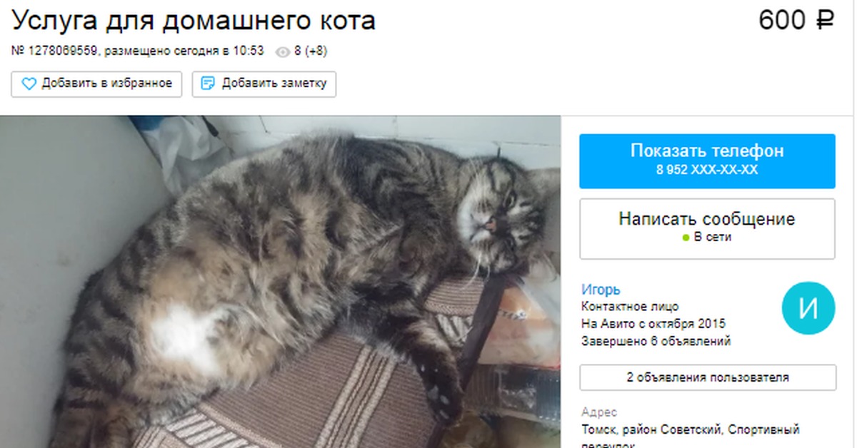 Кот на авито