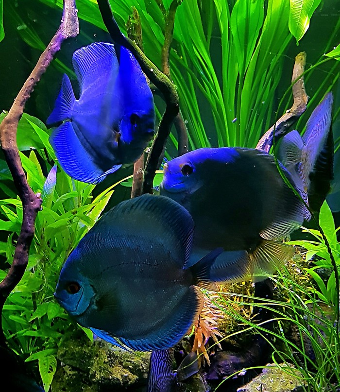 Дискусы "Синие алмазы" в видовом аквариуме