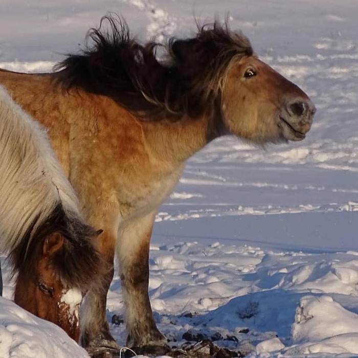 When you notice that you are being photographed. - Yakut horse, The photo, Winter