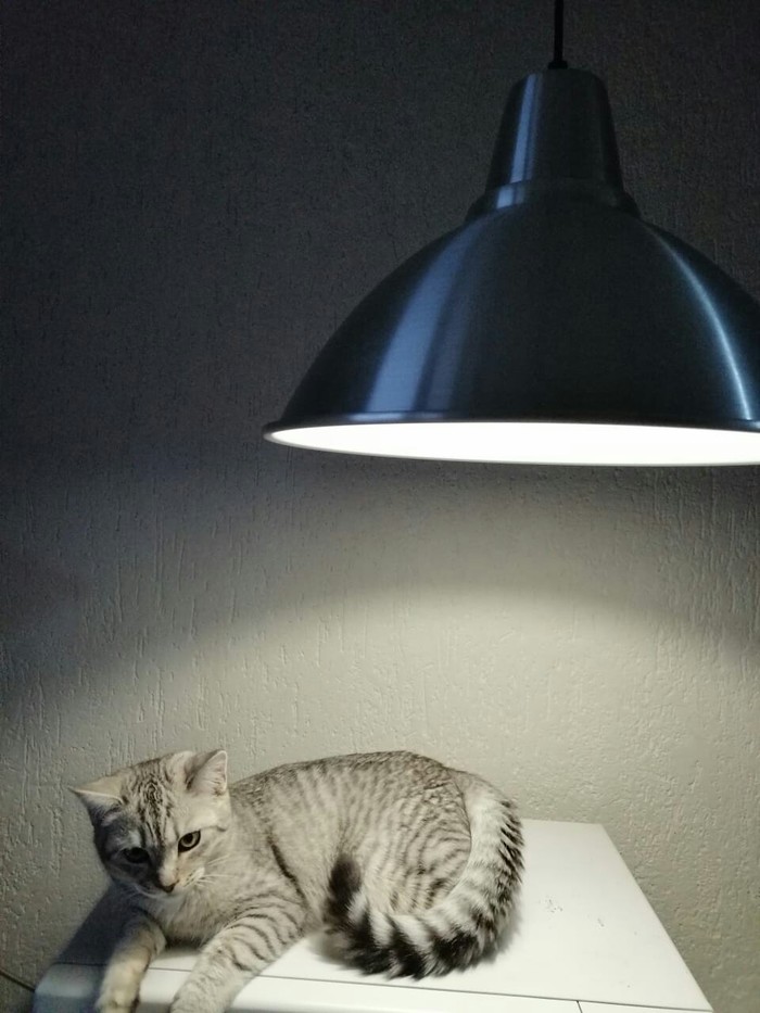 Serious Cat Lamp - My, cat, Cat with lamp