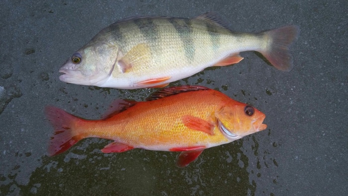 Goldfish caught in Astrakhan region - Astrakhan, South Wave, A fish, Fishing, Mutant