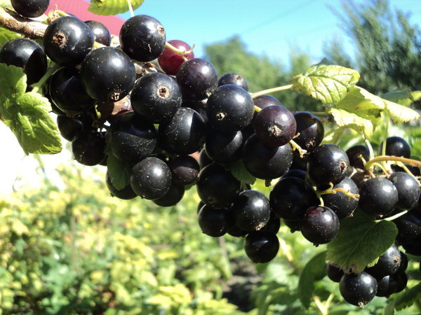 Red or black - My, Berries, Garden, Garden, Longpost