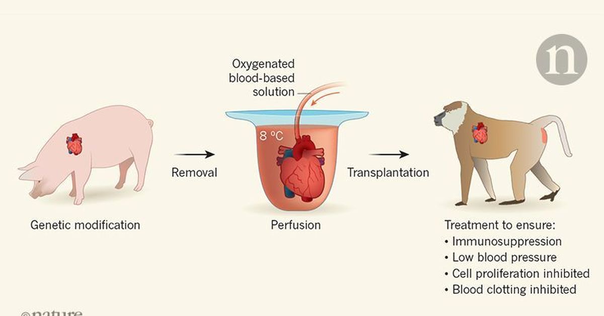 Орган человека животного. Трансплантациот животных. Свиньи для ксенотрансплантации. Трансплантация органов животных. Ксенотрансплантация органов свиньи.
