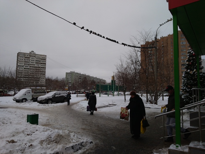 Precipitation risk zone - My, Pigeon, People, Precipitation, Moscow