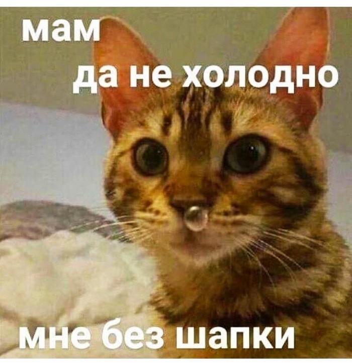 Слушай, маму! - Кот, Холод, Сопли, Скриншот, Котомафия